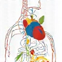 Icon for Chronic Disease Management